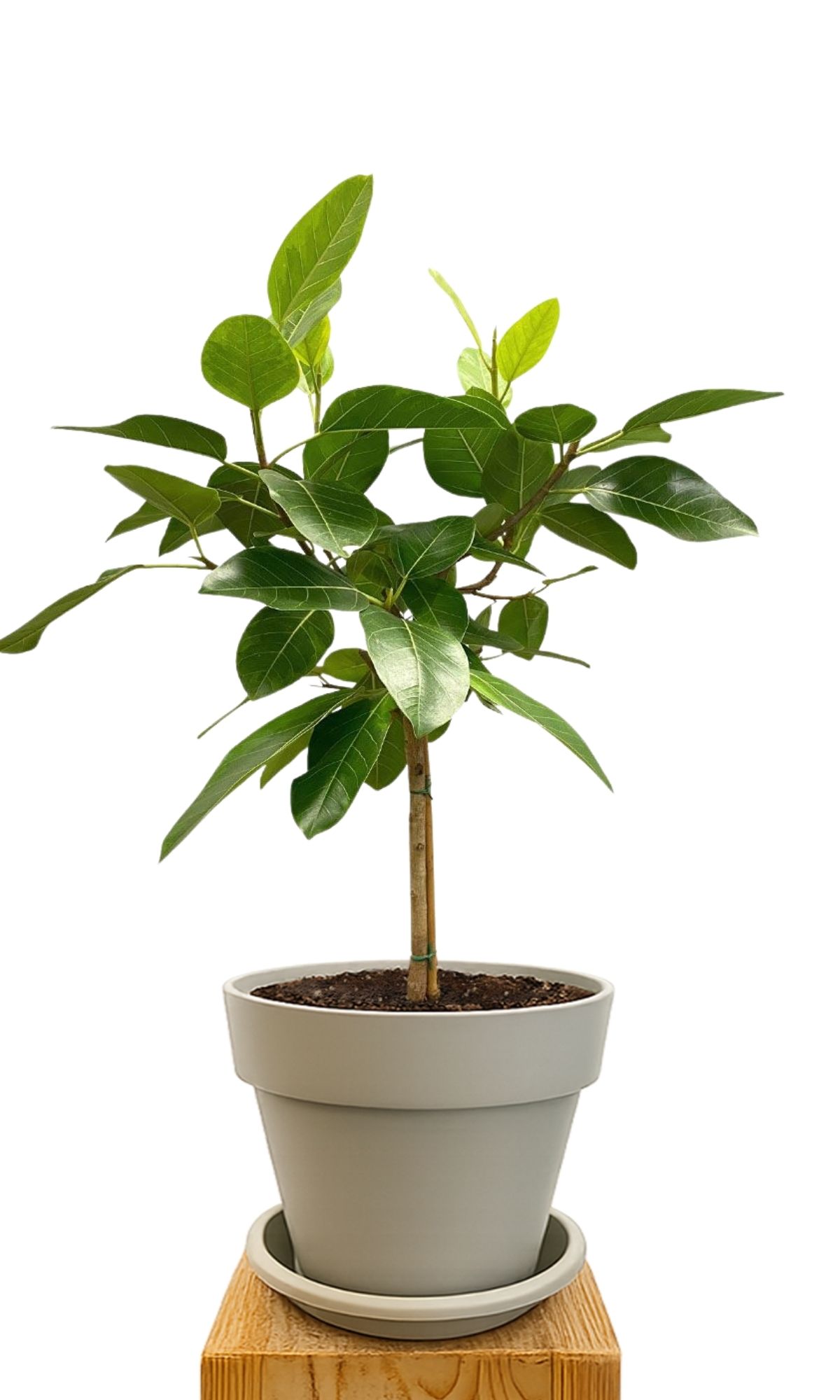 Plant kit 30 Sand